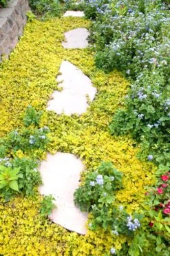 Golden Creeping Jenny (Lysimachia Nummularia 'Aurea') - 5 Pack Of Quart Pots -Plant Lover House Shop Creeping Jenny 25 1