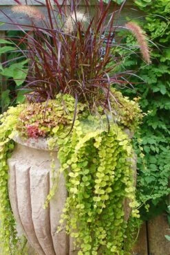 Golden Creeping Jenny - Lysimachia Nummularia Aurea - 18 Pack Of Pint Pots -Plant Lover House Shop Creeping Jenny 26