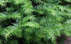 Creeping Japanese Plum Yew (Cephalotaxus Harringtonia 'Prostrata') - 2.5 Quart Pot -Plant Lover House Shop Creeping japanese Plum Yew 1