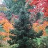 Black Dragon Cryptomeria - Japanese Cedar - 2 Gallon Pot -Plant Lover House Shop Cryptomeria Black Dragon 500x750 1