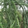 Rasen Sugi Cryptomeria Japanese Cedar - 2 Gallon Pot 1 Rasen Sugi Cryptomeria Japanese Cedar - 2 Gallon Pot -Plant Lover House Shop Cryptomeria Rasen Sugi 2