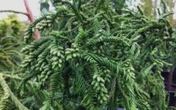 Rasen Sugi Cryptomeria Japanese Cedar - 2 Gallon Pot -Plant Lover House Shop Cryptomeria Rasen Sugi 3