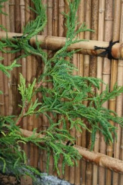 Rasen Sugi Cryptomeria Japanese Cedar - 2 Gallon Pot -Plant Lover House Shop Cryptomeria Rasen Sugi 4