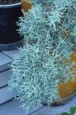 Blue Ice Arizona Cypress - 7 Gallon Pot (4-5') 13 Blue Ice Arizona Cypress - 7 Gallon Pot (4-5') -Plant Lover House Shop Cypress Blue Ice 10