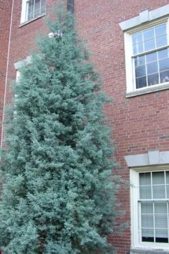 Blue Ice Arizona Cypress - 7 Gallon Pot (4-5') 15 Blue Ice Arizona Cypress - 7 Gallon Pot (4-5') -Plant Lover House Shop Cypress Blue Ice Rev 500x750 1