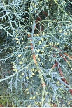 Carolina Sapphire Arizona Cypress - 7 Gallon Pot (3-4') -Plant Lover House Shop Cypress Carolina Sapphire 23