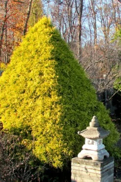Gold Mop Threadleaf Cypress - 1 Gallon Pot -Plant Lover House Shop Cypress Gold Mop 20 1