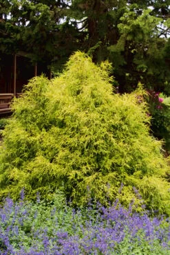 Gold Mop Threadleaf Cypress - 1 Gallon Pot -Plant Lover House Shop Cypress Gold Mop 25 1