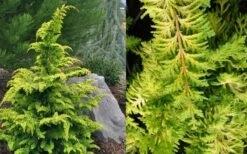 Gold Tip Fernspray Hinoki Cypress - 5 Gallon Pot -Plant Lover House Shop Cypress Gold Tip Fernspray