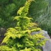 Gold Tip Fernspray Hinoki Cypress - 1 Gallon Pot -Plant Lover House Shop Cypress Gold Tip Fernspray 6 1
