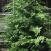 Southern Lace Hinoki Cypress - 7 Gallon Pot (3-4') -Plant Lover House Shop Cypress Hinoki Southern Lace 12 2