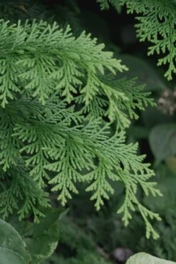 Southern Lace Hinoki Cypress - 7 Gallon Pot (3-4') -Plant Lover House Shop Cypress Hinoki Southern Lace 13 2