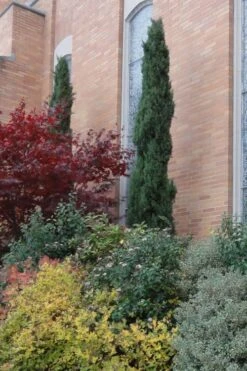 Italian Cypress - 1 Gallon Pot 12 Italian Cypress - 1 Gallon Pot -Plant Lover House Shop Cypress Italian 10 1