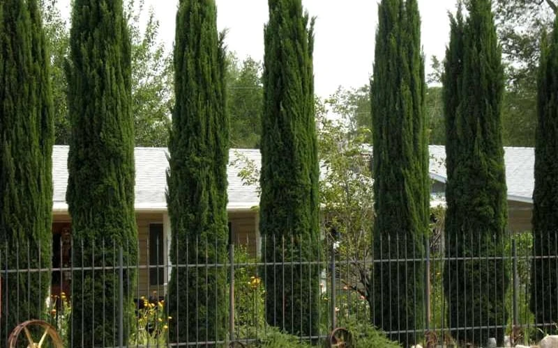 Italian Cypress - 1 Gallon Pot 7 Italian Cypress - 1 Gallon Pot - Image 5