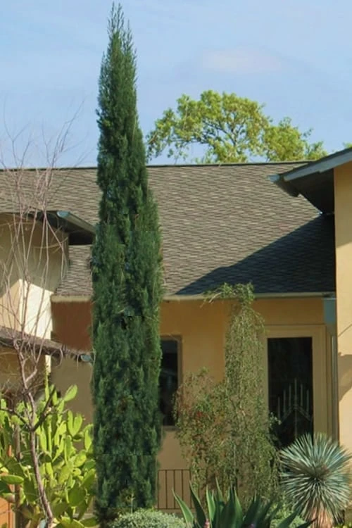 Italian Cypress - 7 Gallon Pot (4-5') 3 Italian Cypress - 7 Gallon Pot (4-5')