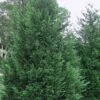 Leyland Cypress - 1 Gallon Pot 2 Leyland Cypress - 1 Gallon Pot -Plant Lover House Shop Cypress Leyland Rev 500x750 1