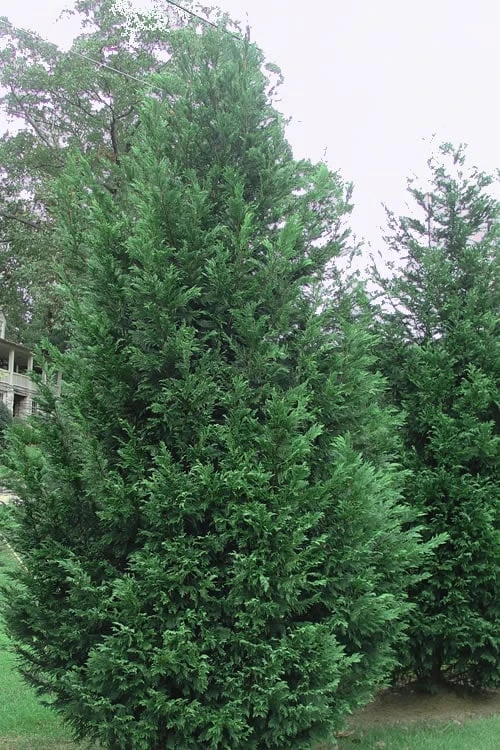 Leyland Cypress - 1 Gallon Pot 3 Leyland Cypress - 1 Gallon Pot