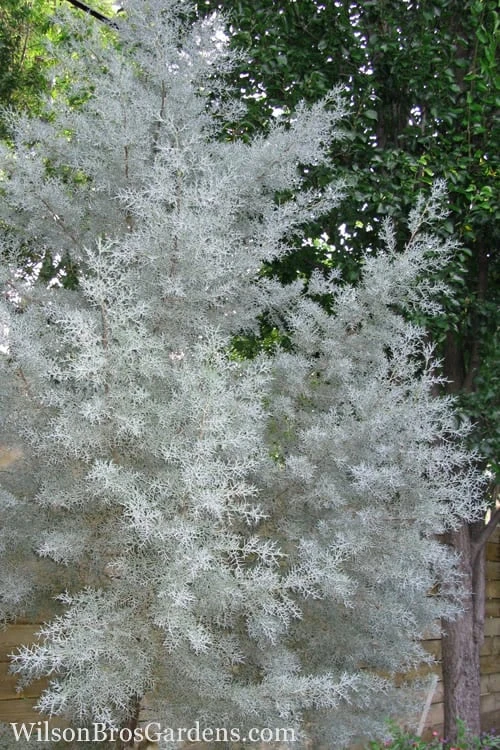 Silver Smoke Arizona Cypress - 1 Gallon Pot 3 Silver Smoke Arizona Cypress - 1 Gallon Pot