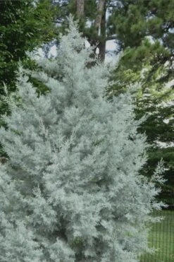 Silver Smoke Arizona Cypress - 3 Gallon Pot -Plant Lover House Shop Cypress Silver Smoke 20 1