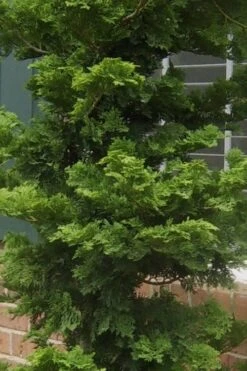 Slender Hinoki Cypress - 3 Gallon Pot (3-4') -Plant Lover House Shop Cypress Slender Hinoki 19 2