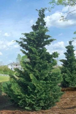 Slender Hinoki Cypress - 3 Gallon Pot (3-4') -Plant Lover House Shop Cypress Slender Hinoki Rev 500x750 3