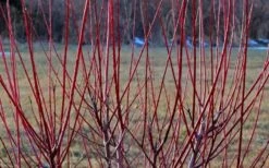 Flamingo Dappled Willow (Shrub Form) - 1 Gallon Pot -Plant Lover House Shop Dappled Willow Tree Stems 1