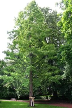 Dawn Redwood Tree (Metasequoia Glyptostroboides) - 1 Gallon Pot 19 Dawn Redwood Tree (Metasequoia Glyptostroboides) - 1 Gallon Pot -Plant Lover House Shop Dawn Redwood 1 1