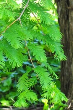 Dawn Redwood Tree (Metasequoia Glyptostroboides) - 1 Gallon Pot 14 Dawn Redwood Tree (Metasequoia Glyptostroboides) - 1 Gallon Pot -Plant Lover House Shop Dawn Redwood 2 1