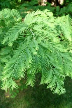 Dawn Redwood Tree (Metasequoia Glyptostroboides) - 1 Gallon Pot 17 Dawn Redwood Tree (Metasequoia Glyptostroboides) - 1 Gallon Pot -Plant Lover House Shop Dawn Redwood 3 1