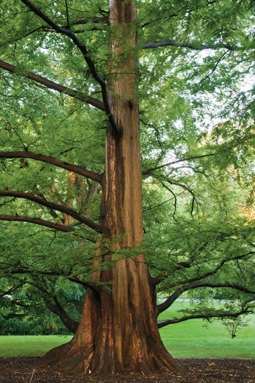 Dawn Redwood Tree - Metasequoia Glyptostroboides - 5 Gallon Pot 8 Dawn Redwood Tree - Metasequoia Glyptostroboides - 5 Gallon Pot - Image 6