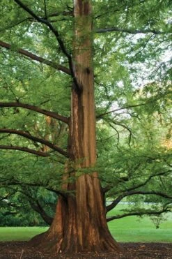 Dawn Redwood Tree (Metasequoia Glyptostroboides) - 3 Gallon Pot -Plant Lover House Shop Dawn Redwood 6