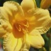 Stella De Oro Daylily - 3 Pack Of Quart Pots -Plant Lover House Shop Daylily Stella De Oro 25