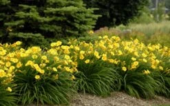 Stella De Oro Daylily - 1 Gallon Pot 9 Stella De Oro Daylily - 1 Gallon Pot -Plant Lover House Shop Daylily Stella De Oro 26 1
