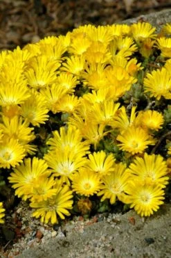 Banana Blast Yellow Ice Plant (Delosperma) - 5 Pack Of Pint Pots -Plant Lover House Shop Delosperma Hot Cakes Banana Blast 2