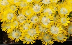 Banana Blast Yellow Ice Plant (Delosperma) - 10 Pack Of Pint Pots -Plant Lover House Shop Delosperma Hot Cakes Banana Blast 3 1