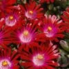 Saucy Strawberry Red Ice Plant (Delosperma) - 5 Pack Of Quart Pots -Plant Lover House Shop Delosperma Hot Cakes Saucy Strawberry 1