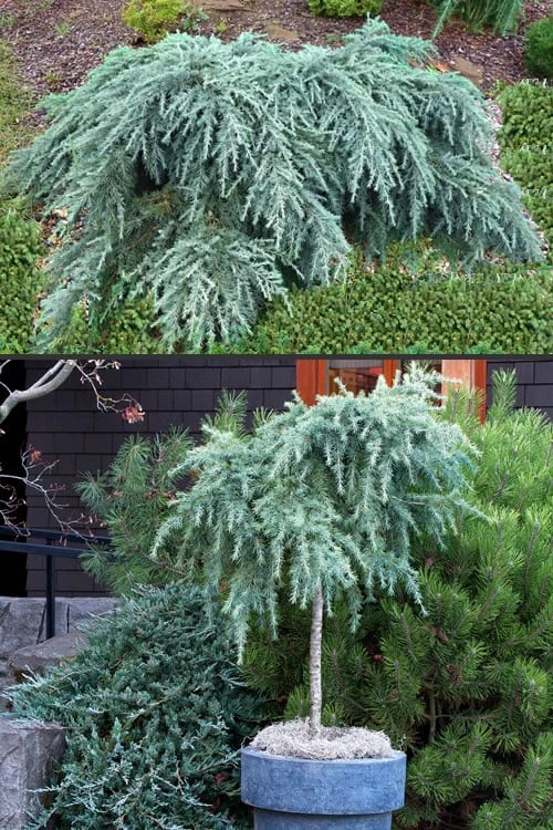 Feelin Blue Deodar Cedar (Single Trunk Tree Form) - 5 Gallon Pot 6 Feelin Blue Deodar Cedar (Single Trunk Tree Form) - 5 Gallon Pot - Image 4