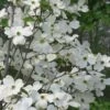 Appalachian Spring White Dogwood - 5 Gallon Pot -Plant Lover House Shop Dogwood Appalachian Spring 1