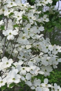 Appalachian Spring White Dogwood - 5 Gallon Pot