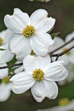 Appalachian Spring White Dogwood - 5 Gallon Pot -Plant Lover House Shop Dogwood Appalachian Spring 2