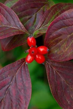 Appalachian Spring White Dogwood - 5 Gallon Pot -Plant Lover House Shop Dogwood Appalachian Spring 3