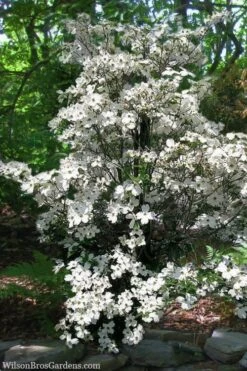 Appalachian Spring White Dogwood - 5 Gallon Pot -Plant Lover House Shop Dogwood Appalachian Spring 4