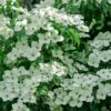 Blue Ray White Chinese Dogwood - Cornus Kousa - 2 Gallon Pot