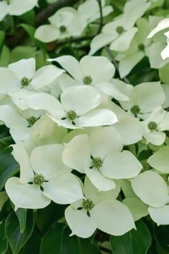 Blue Ray White Chinese Dogwood - Cornus Kousa - 5 Gallon Pot -Plant Lover House Shop Dogwood Blue Ray 16