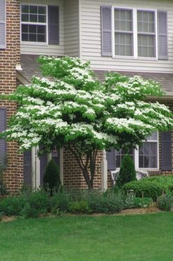 Blue Ray White Chinese Dogwood - Cornus Kousa - 5 Gallon Pot -Plant Lover House Shop Dogwood Blue Ray 4
