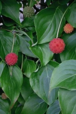 Blue Ray White Chinese Dogwood - Cornus Kousa - 2 Gallon Pot -Plant Lover House Shop Dogwood Blue Ray 6 1