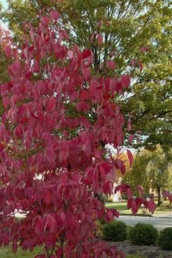 Blue Ray White Chinese Dogwood - Cornus Kousa - 2 Gallon Pot -Plant Lover House Shop Dogwood Blue Ray 7 1