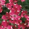 Cherokee Brave Red Dogwood Tree - Cornus Florida - 3 Gallon Pot -Plant Lover House Shop Dogwood Cherokee Brave 2
