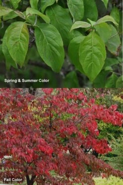 Cherokee Brave Red Dogwood Tree - Cornus Florida - 7 Gallon Pot -Plant Lover House Shop Dogwood Cherokee Chief 7 1