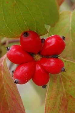Cherokee Brave Red Dogwood Tree - Cornus Florida - 7 Gallon Pot -Plant Lover House Shop Dogwood Cherokee Chief 8 1